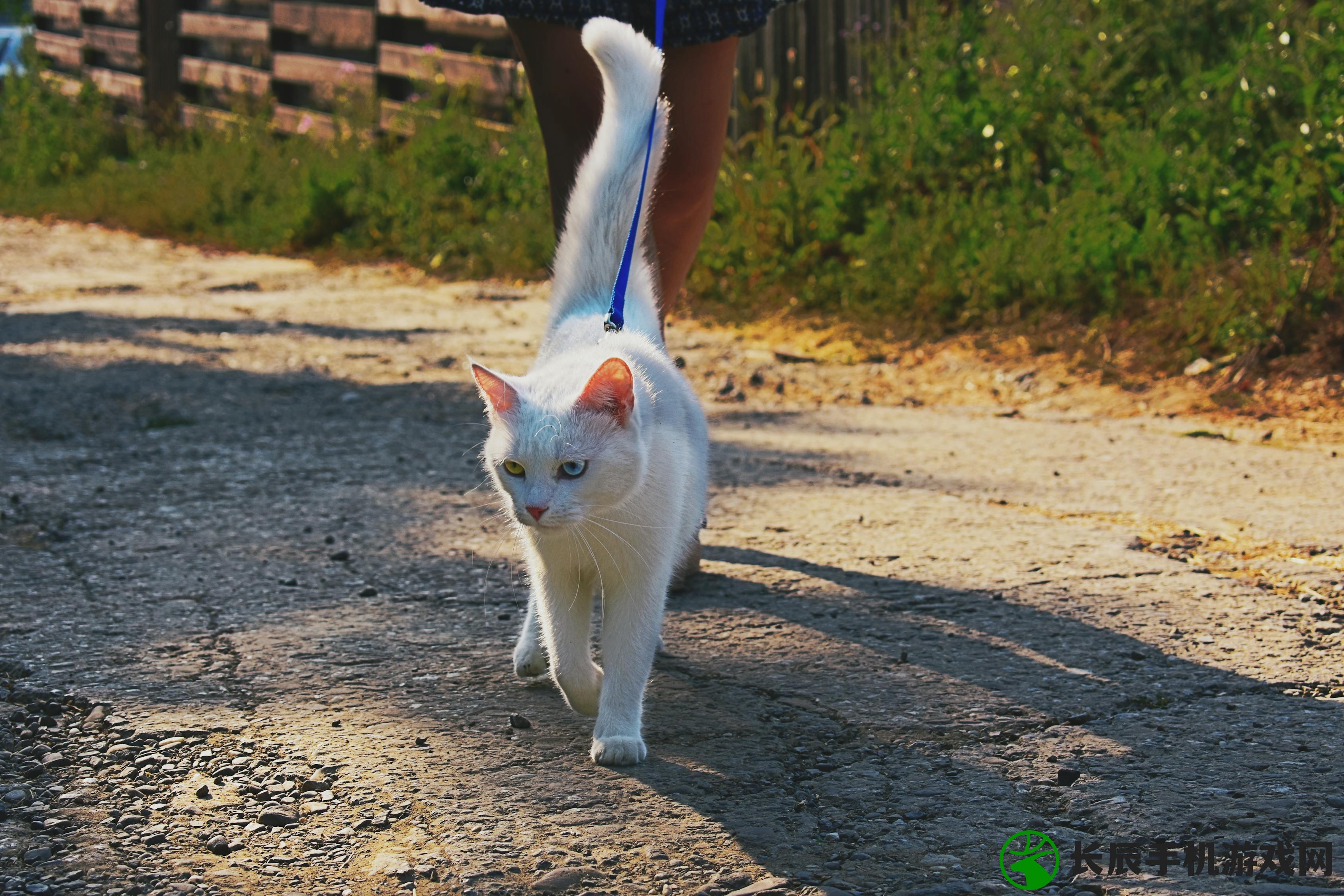 (猫咪不能带上火车怎么办)猫咪不让带上火车怎么办？探讨最佳解决方案来解决这个难题